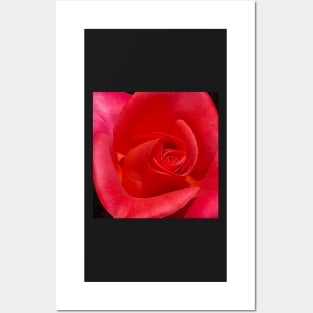 Unfurling Rose Posters and Art